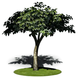 Garden Tree Shadow Png 06272024 PNG image