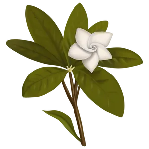 Gardenia Flower Drawing PNG Yxq