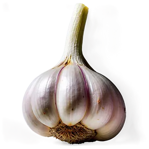 Garlic Bulb PNG 05242024