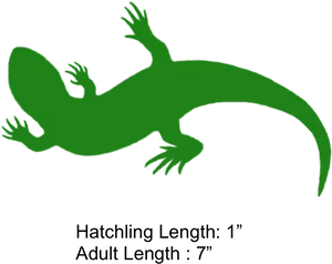 Gecko Growth Chart PNG image