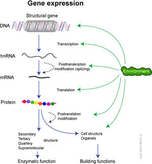 Gene_ Expression_ Process_ Diagram PNG image
