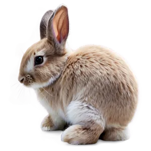 Gentle Bunny PNG Pey