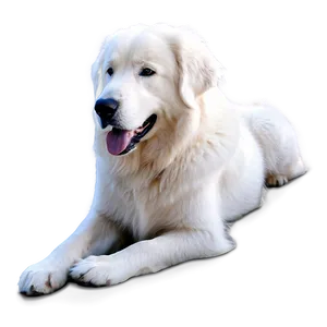 Gentle Giant Great Pyrenees PNG 8 PNG