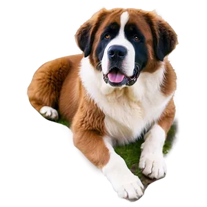 Gentle Giant Saint Bernard Png 06252024 PNG image