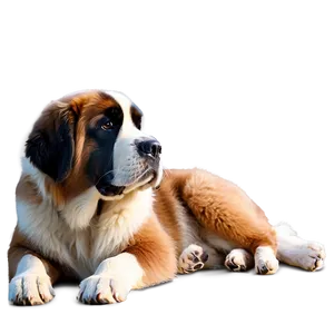 Gentle Giant Saint Bernard PNG Kop PNG