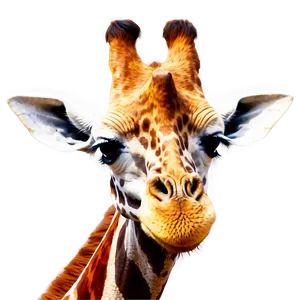Gentle Giraffe PNG 05062024