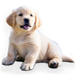 Gentle Golden Retriever Puppy PNG 06252024
