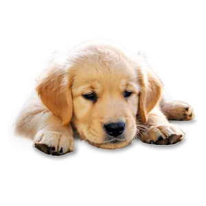 Gentle Golden Retriever Puppy PNG Nho