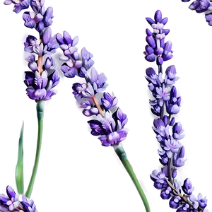 Gentle Lavender Sprig PNG 25 PNG