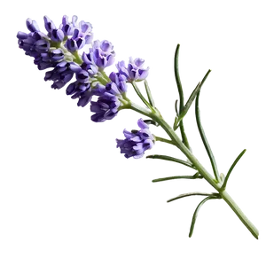 Gentle Lavender Sprig Png Kri6 PNG image