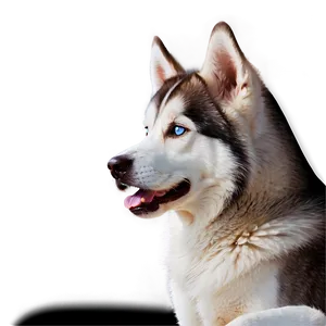 Gentle Siberian Husky PNG 06252024