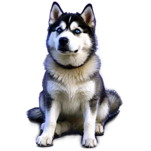 Gentle Siberian Husky PNG Atq76 PNG