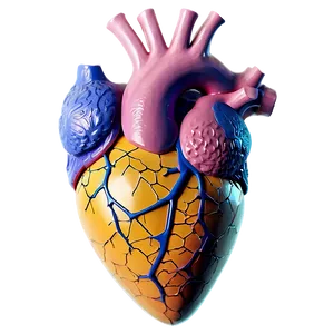 Geometric Anatomical Heart PNG Djl