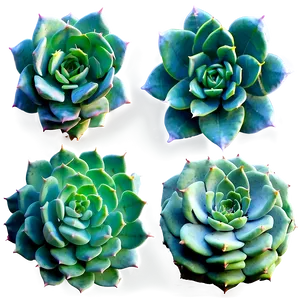 Geometric Succulent Png Gxl PNG image