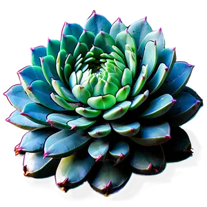 Geometric Succulent Png Oid57 PNG image