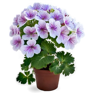 Geranium Flower Bush PNG 33 PNG