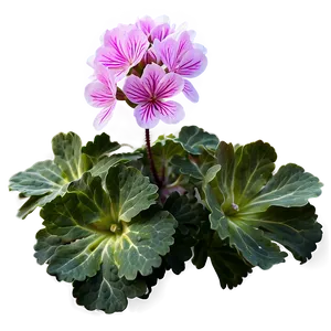 Geranium Flower Bush PNG Svd72 PNG