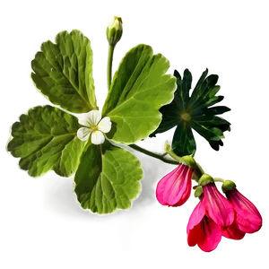 Geranium Flower Sketch PNG Bvm