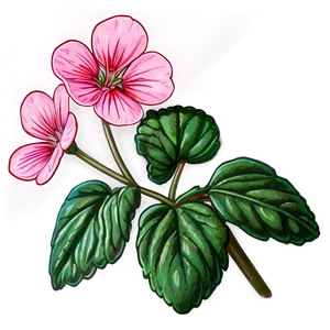 Geranium Flower Sketch PNG Uxv