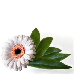 Gerbera Flower Transparent PNG 05252024 PNG