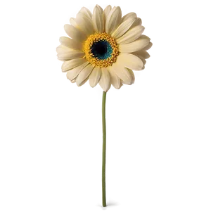 Gerbera Flower Transparent PNG Wxo73 PNG
