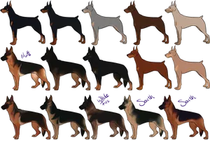 German Shepherd Coat Variations PNG image