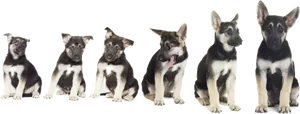 German Shepherd Puppy Growth Stages
