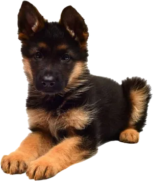 German Shepherd Puppy Portrait PNG image