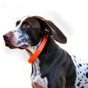 German Shorthaired Pointer Agility PNG Gow