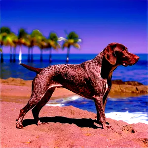 German Shorthaired Pointer At Beach PNG Ojw