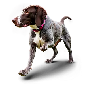 German Shorthaired Pointer At Play PNG 06292024 PNG