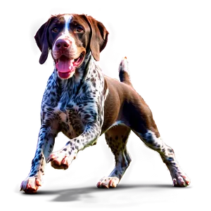 German Shorthaired Pointer At Play PNG 82