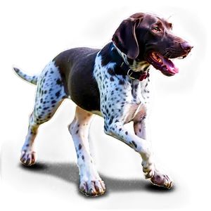 German Shorthaired Pointer At Play PNG 9
