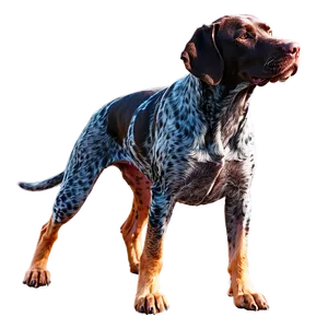 German Shorthaired Pointer At Sunset PNG Dtn33 PNG