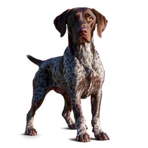 German Shorthaired Pointer At Sunset PNG Ont PNG