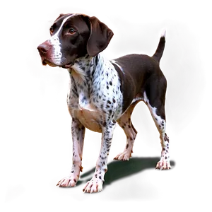 German Shorthaired Pointer B PNG image