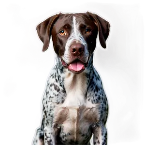 German Shorthaired Pointer Close-up PNG Jav83 PNG