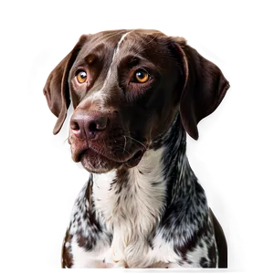 German Shorthaired Pointer Close-up PNG Yhe27 PNG