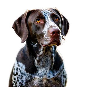 German Shorthaired Pointer In Autumn PNG 06292024