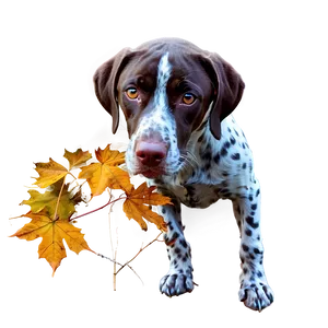 German Shorthaired Pointer In Autumn PNG 06292024