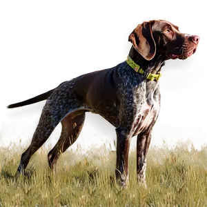 German Shorthaired Pointer In Field PNG Spk PNG