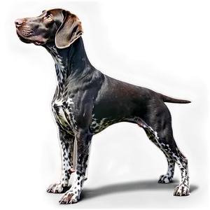 German Shorthaired Pointer In Profile PNG 06292024