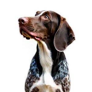 German Shorthaired Pointer In Profile PNG Bfj79 PNG