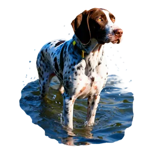 German Shorthaired Pointer In Water PNG Ssj