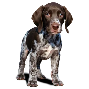 German Shorthaired Pointer Puppy PNG Vct26 PNG