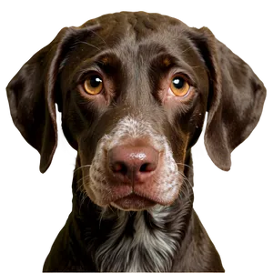 German Shorthaired Pointer Puppy PNG Vmw52 PNG