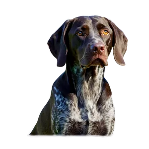 German Shorthaired Pointer Silhouette PNG 06292024