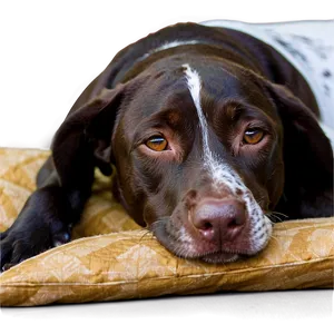 German Shorthaired Pointer Sleeping PNG Mrm