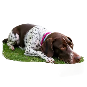 German Shorthaired Pointer Sleeping PNG Wsy78 PNG