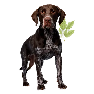 German Shorthaired Pointer With Leaves PNG Byh PNG